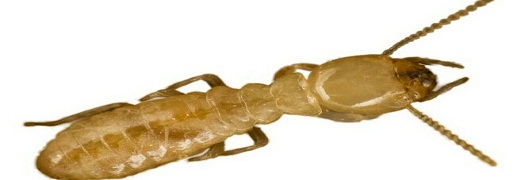 termites pest control perth